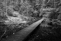 Een brug in het waterloopbos.