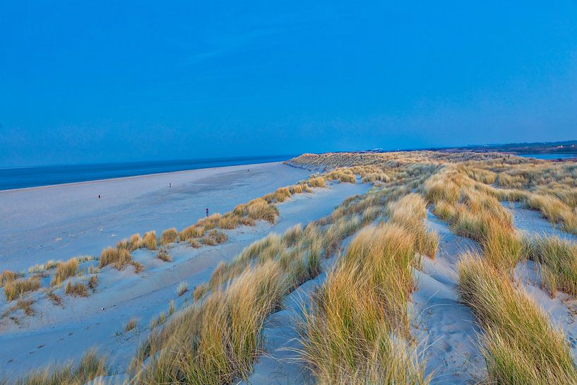 Marram grass in the Dunes of Texel. Eierland by Kevin Baarda
