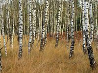 birch forest
