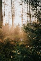 Dew drops on a pine branch at sunset on the Veluwe, the Netherlands | nature photography travel phot