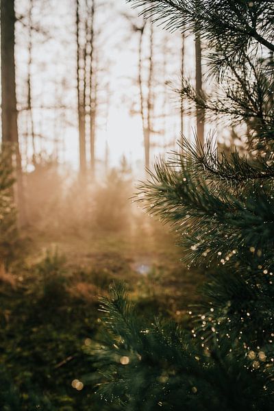 Dew drops on a pine branch at sunset on the Veluwe, the Netherlands | nature photography travel phot by Eva Krebbers | Tumbleweed & Fireflies Photography