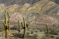 Los Cardones N.P. in Argentinien