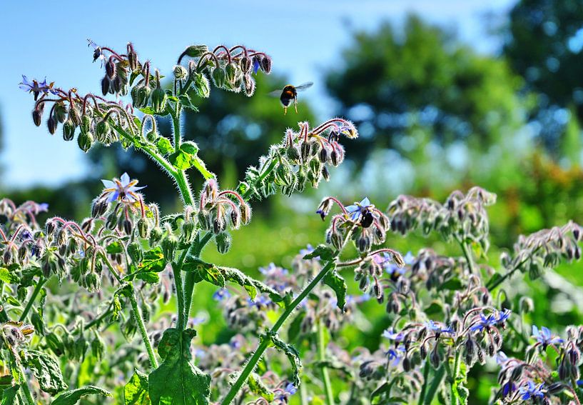 Bienenflug 2 by Edgar Schermaul