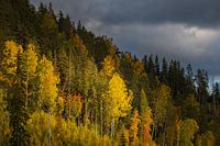 Zon op de beboste heuvel onder dreigende lucht