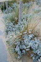 Blaue Seedistel und Gras 02