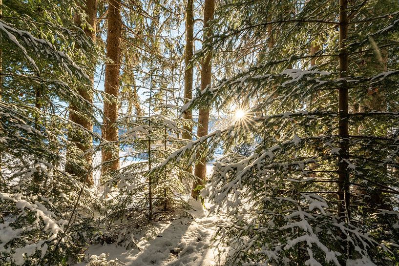 Magie de l'hiver dans la forêt avec les premiers rayons de soleil par Leo Schindzielorz