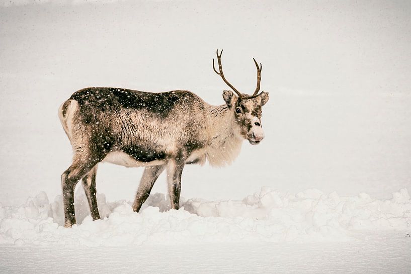 Renne broutant dans la neige en hiver dans le nord de la Norvège par Sjoerd van der Wal Photographie