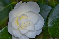 Un coeur jaune dans la rose blanche japonaise