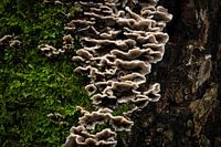 Naturstrukturen mischen