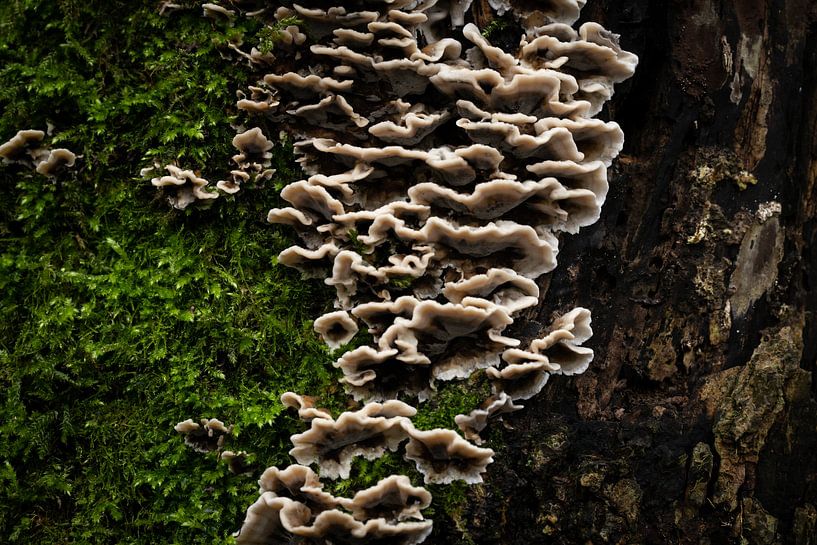 Naturstrukturen mischen von Thom de Steenhuijsen Piters