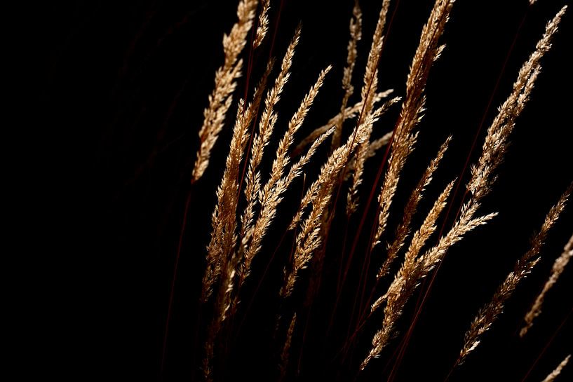 Gräser von Thomas Jäger