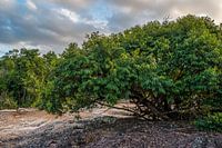 Kleiner Wasserfall in den natürlichen Becken von Serrano in der Chapada Diamatina