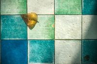 Still life...at the bottom of a pond