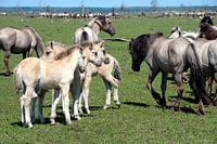 Konik horses with light-skinned foals, Oostvaardersplassen