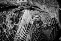 Eye of an elephant in black and white