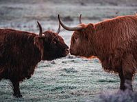 Liebe zwischen schottischen Highlanders