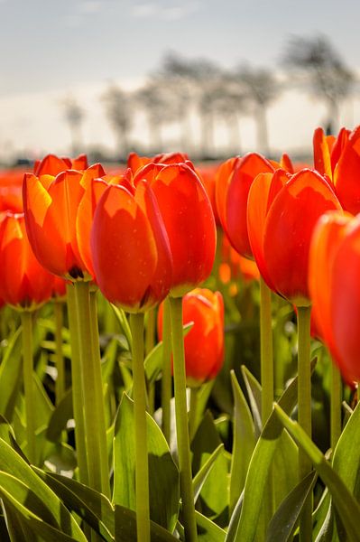 Tulipes debout par Yvon van der Wijk