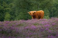 Scottish Highlander Gasterse Duinen 2