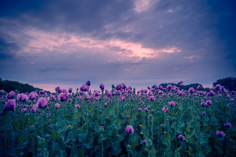 purple poppy field in soft sunset light by Horst Husheer