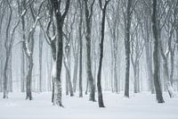 Dancing trees in the snow | Nature Photography | Forest on the Veluwe