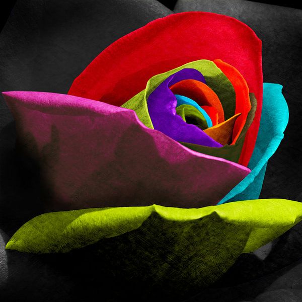Rose mit Mehrfarben Kontrastierung von Color Square