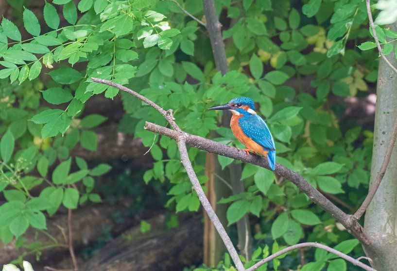 Le martin-pêcheur sur une branche par Merijn Loch