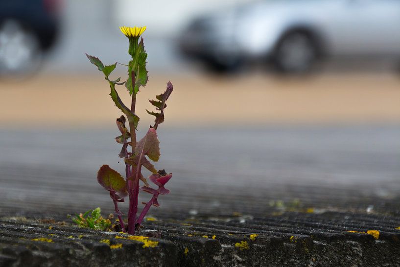 Grün in der Stadt Ostende von didier de borle