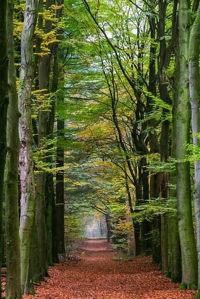 Waldallee im Grünen von Coen Weesjes