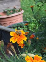 Zomer op de Luchtbal