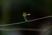Green leaf in dark forest