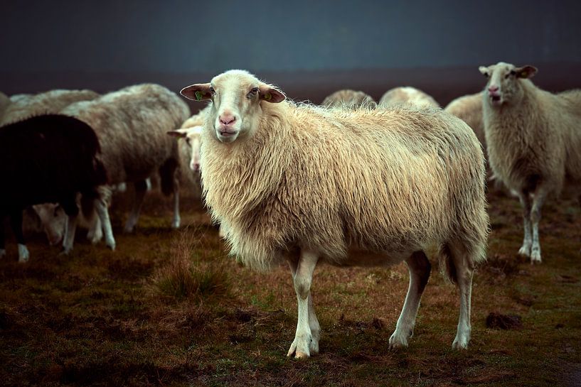 Portrait Veluws Heideschaap by Jenco van Zalk