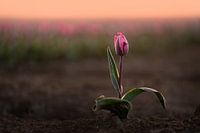 Pink tulip in the sun | Nature photography during sunrise