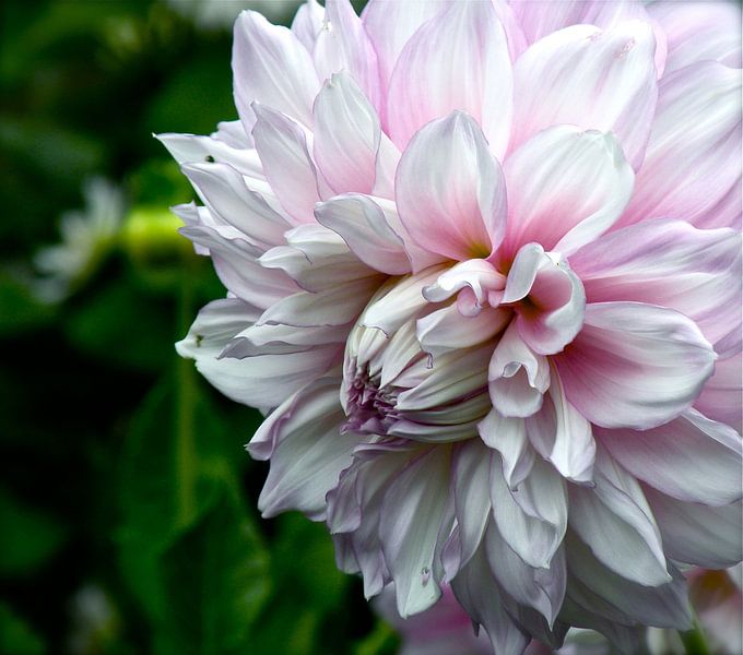 Bloem, schilderachtige Dahlia par Ina Hölzel