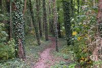 Waldweg im Haarlemmermeer-Wald