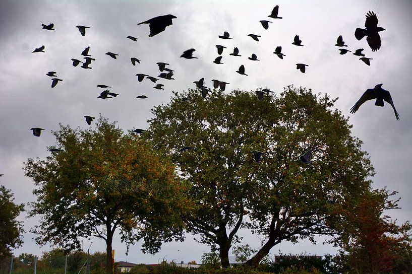 Heimat der Krähen von Edgar Schermaul