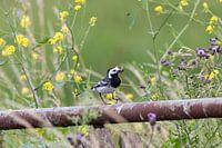 White wagtail