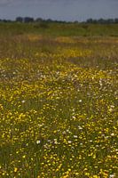 Feld mit gelben Butterblumen | Niederländische Natur