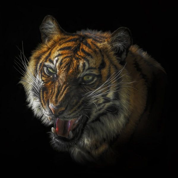 Das Knurren des Tigers von Karin aan de muur