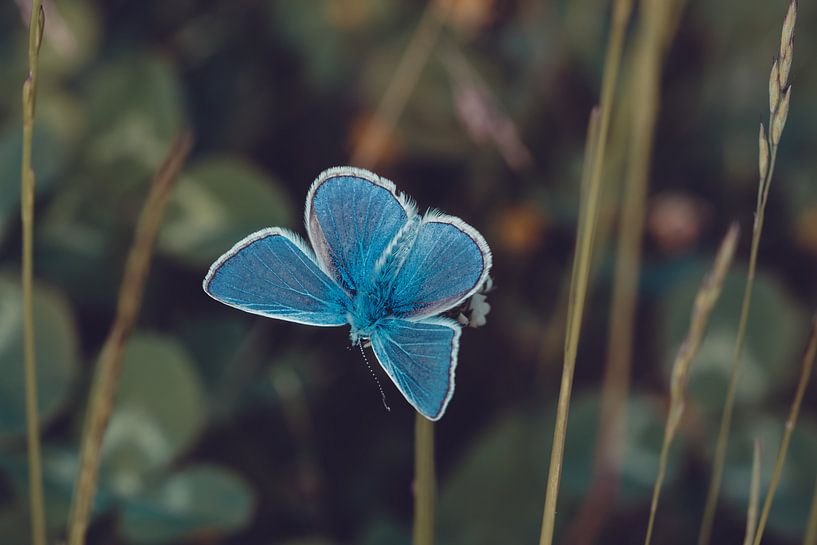 Blau in der Natur von Bernardine de Laat