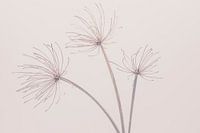 Schoonheid van de natuur 3