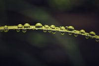 Die Schönheit des Regens