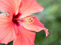 Roze bloem in groen veld.