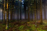 Forêt dans le brouillard