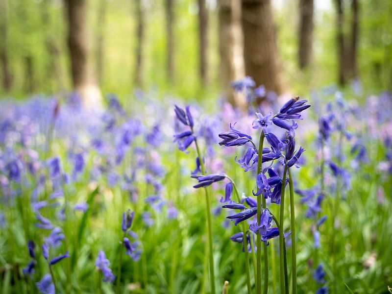 Wilde Waldhyazinthen von Karin Schijf