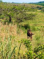 Gnus im Mlilwane Wildlife Sanctuary