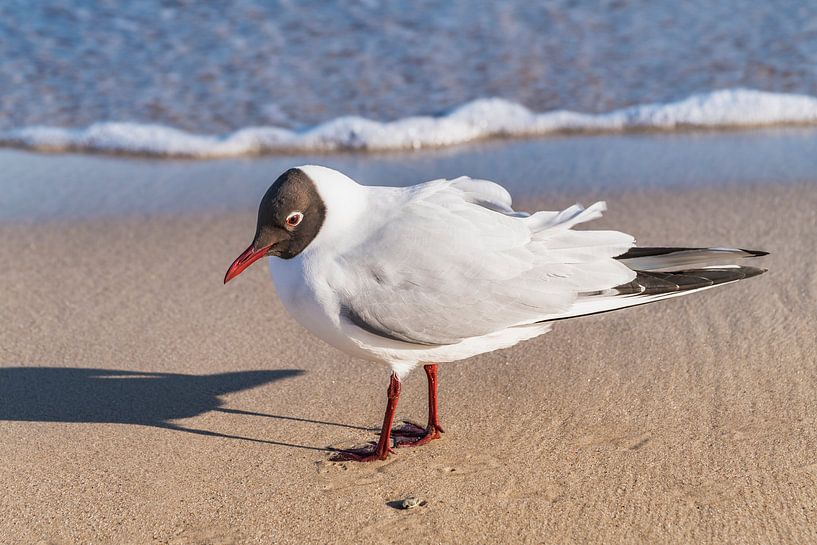 Lachmöwe am Strand par Gunter Kirsch