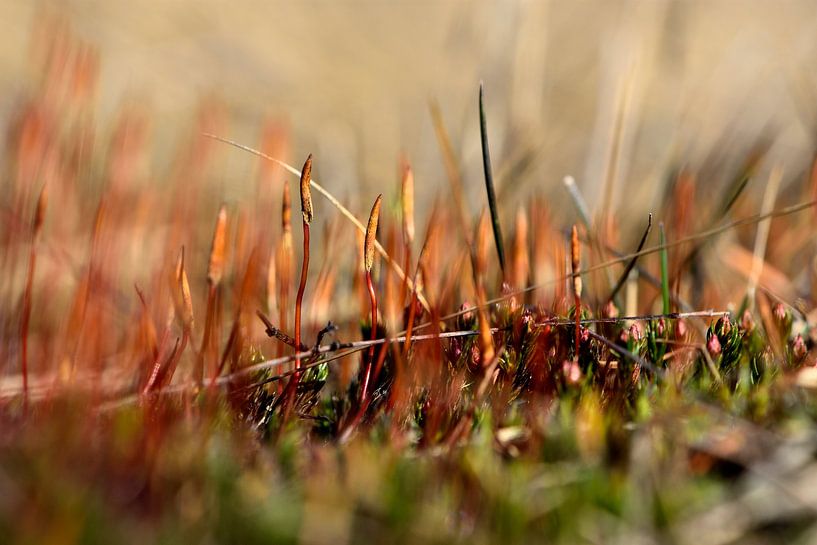 Fairy Hairmoss in close-up by Gerard de Zwaan