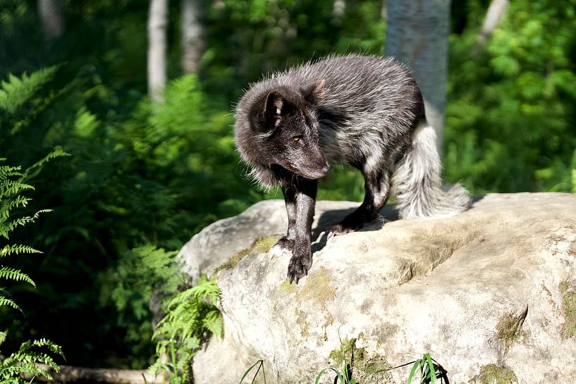 Arctic fox in summer coat Norway by Ronald Kromkamp
