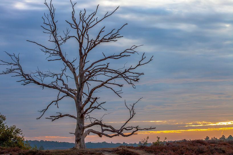 Un arbre sur la posbank par Paul Vergeer