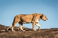 Lion in Masai Mara National Park